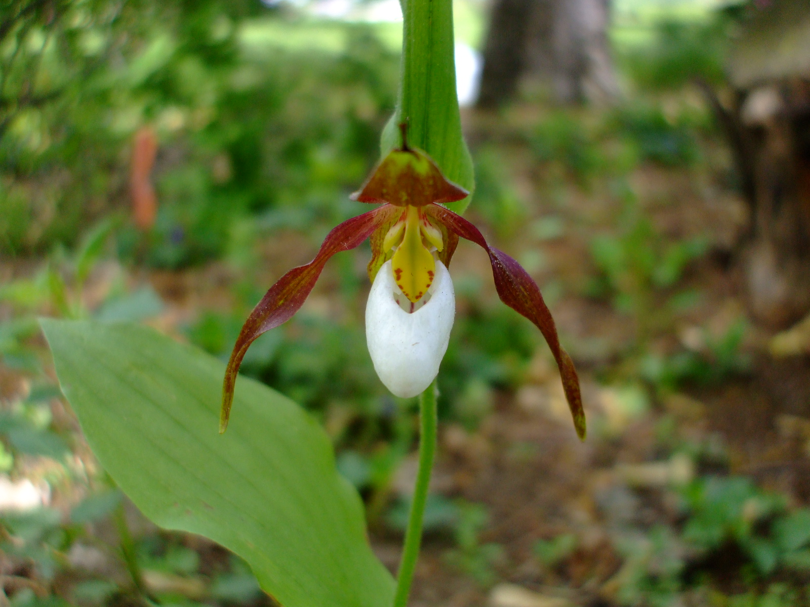 Cypripedium montanum